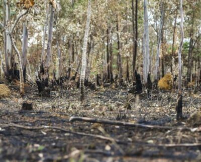 DESTRUIÇÃO DO CERRADO. FOTO MARCELO CAMARGO - AGÊNCIA BRASIL