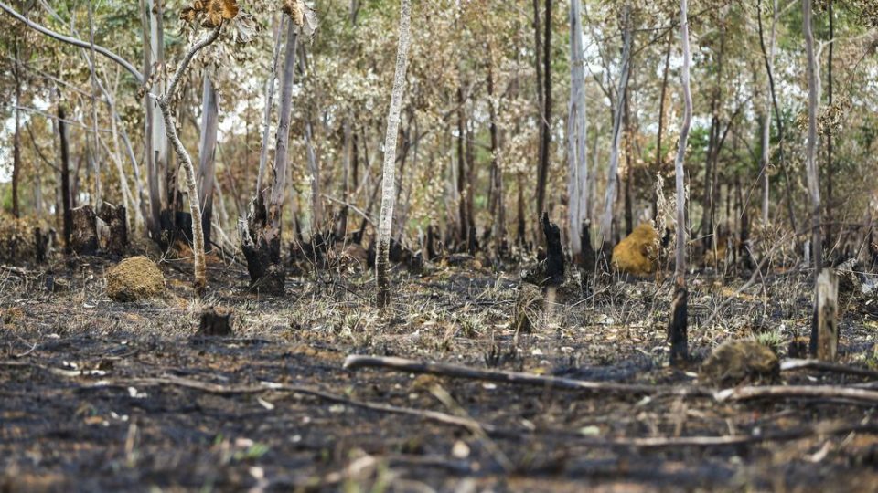 Governo Lula tem recorde de desmatamento no Cerrado e segundo pior índice na Amazônia