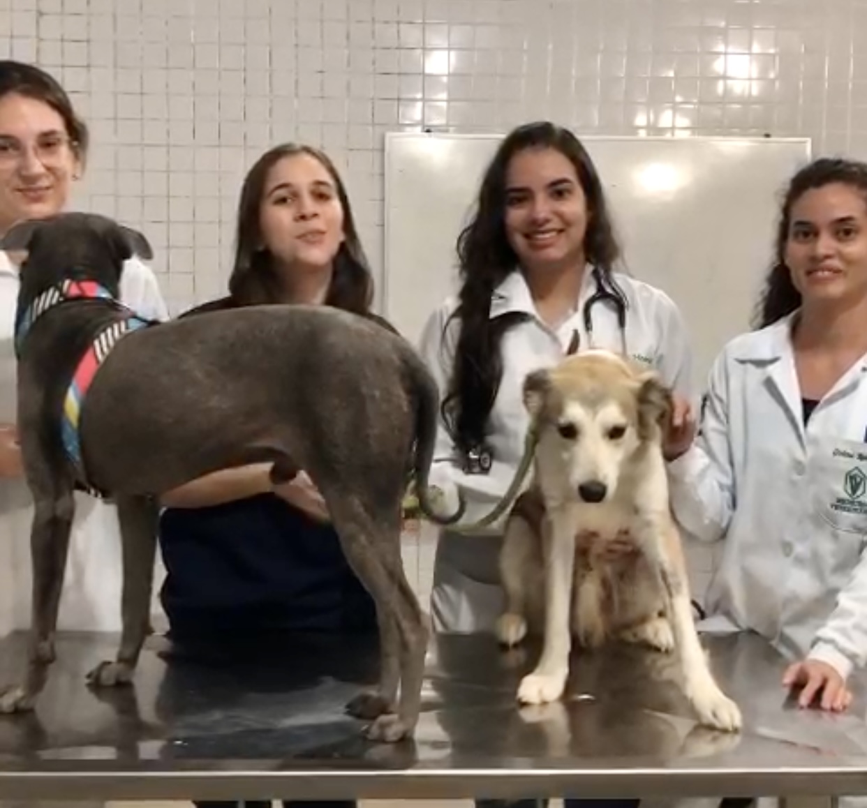 Alunas de Medicina Veterinária elogiam prefeita Eliane Galdino por seu trabalho exemplar em prol da causa animal