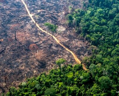 Desmatamento na Mata Atlântica (Foto: Divulgação/Reprodução/Imagem disponível na internet).