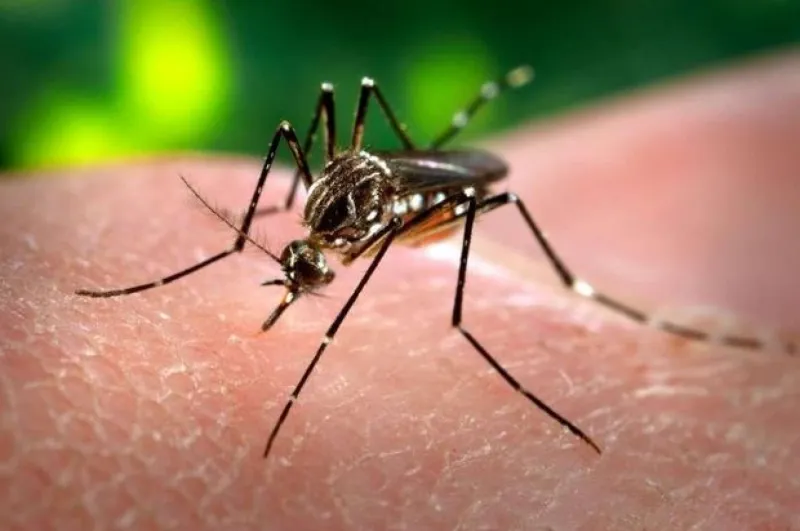 Saúde da Paraíba confirma 1ª morte por chikungunya em 2024