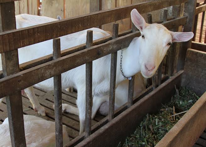 Secretaria de Agricultura de Monteiro informa agenda de protocolo para melhoramento genético de rebanho